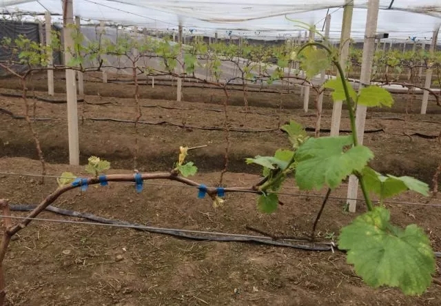 葡萄萌芽不够整齐六大原因分析
