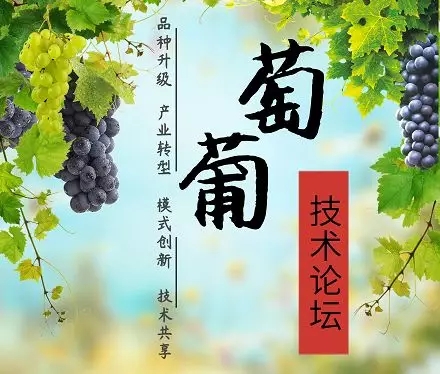 温棚葡萄休眠期修剪步骤及注意事项