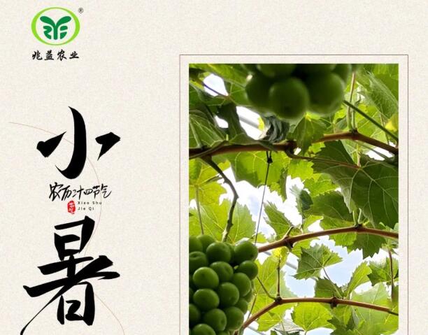 小暑时期遇高温，及时采取措施来应对！