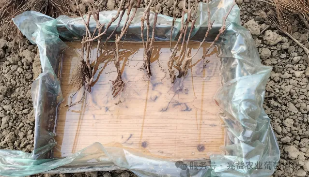 新手必看！葡萄小苗栽种保姆级教程