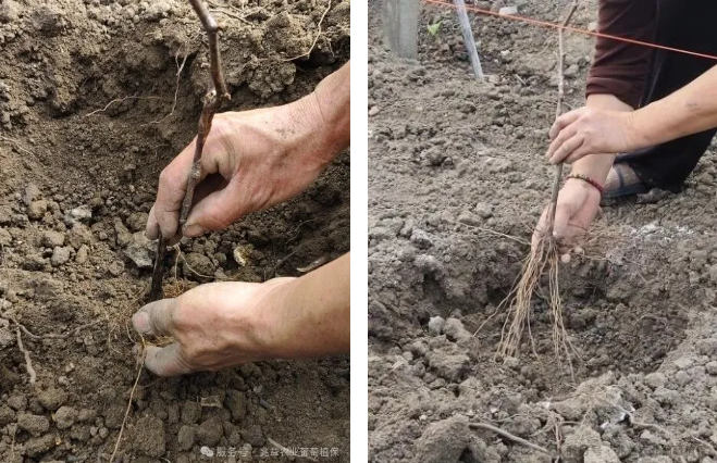 1772441429540998.jpg 005.jpg